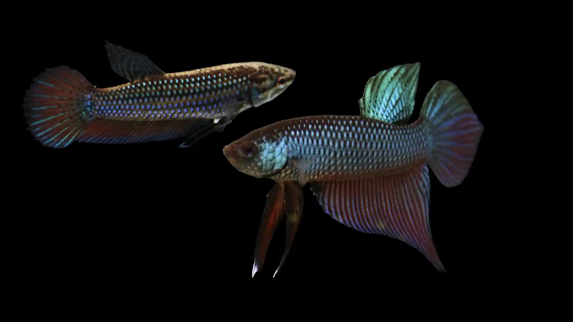 High-quality Smaragdina Betta showing emerald scale sheen and balanced fin structure in documentary-style blackwater lighting.